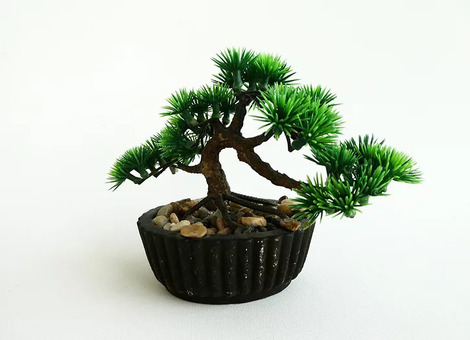 Bonsai in a brown pot