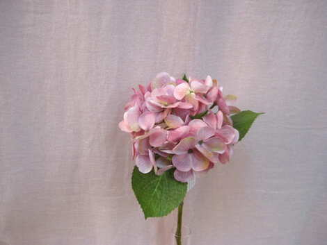 Twig hydrangea of middle Germany